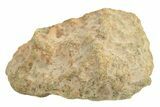 Polished Howardite Meteorite Section ( g) - Bechar #286967-1